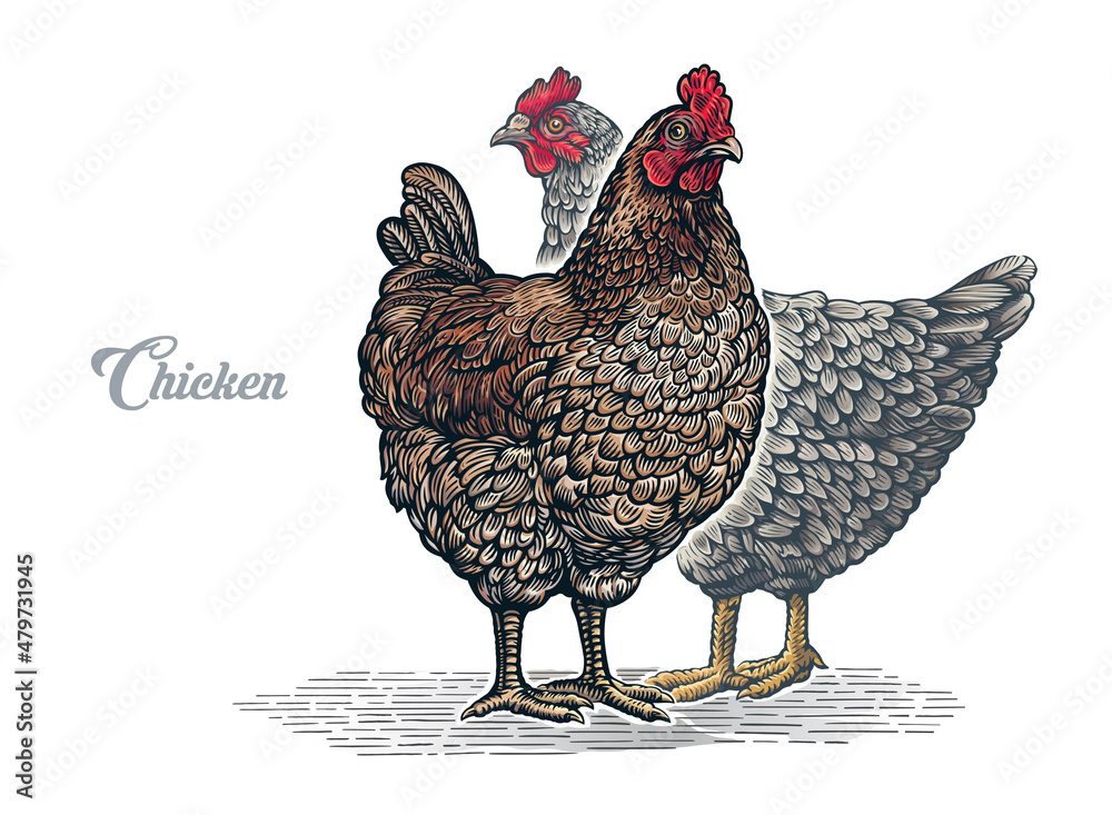 一组两只鸡，图案（雕刻）风格，彩绘。
