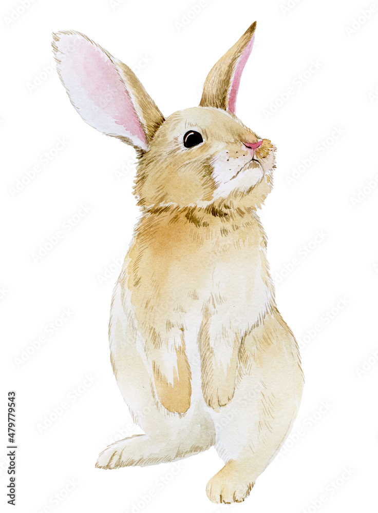 水彩画。可爱的兔子。复活节兔子，白色背景上孤立的兔子剪贴画。逼真