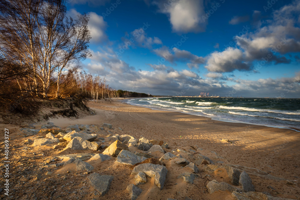 波兰格但斯克波罗的海的沙滩上有风的一天，有桦树