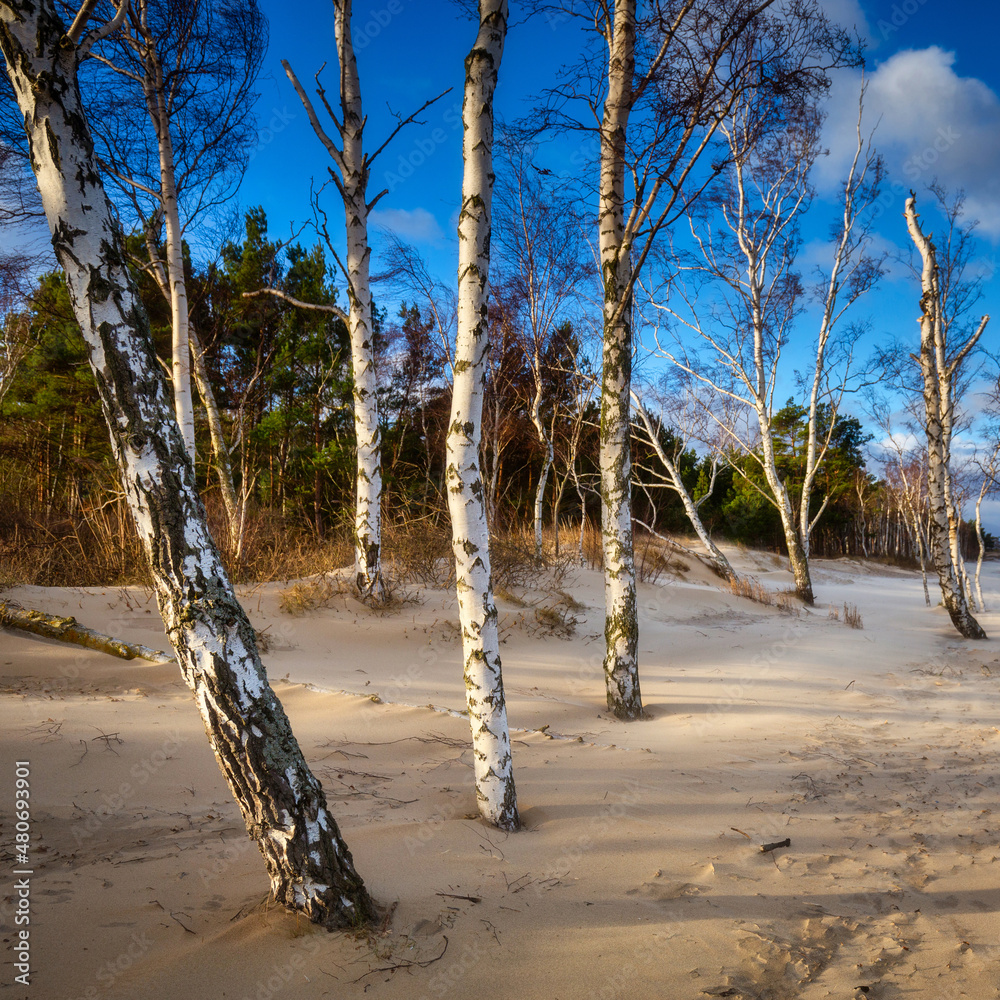 波兰格但斯克波罗的海海滩上刮风的一天，有桦树