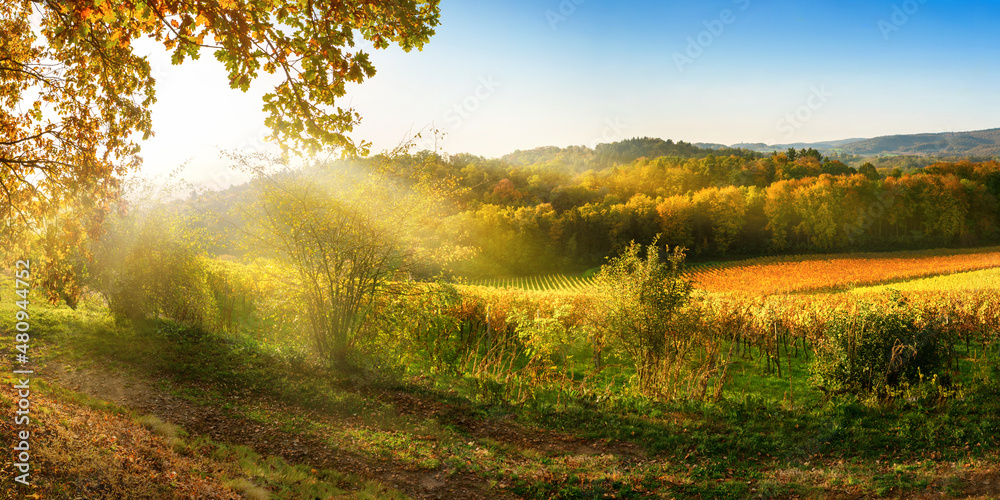 秋天的乡村风景，葡萄园、山丘、充满活力的蓝天和阳光