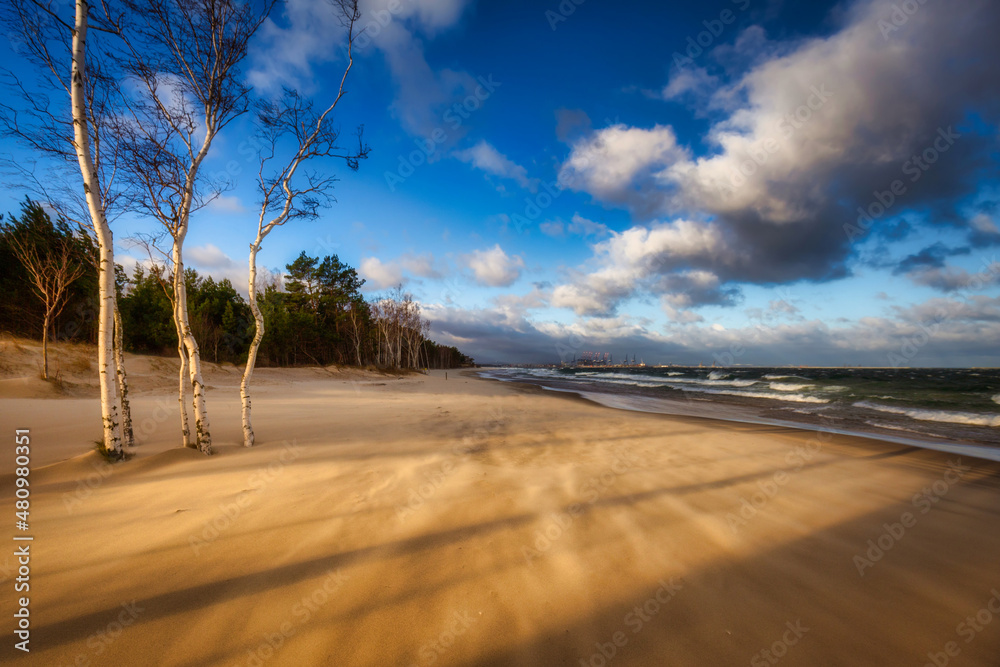 波兰格但斯克波罗的海海滩上刮风的一天，海滩上有桦树