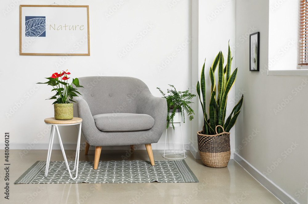 Anthurium flower in pot on table near armchair in light room