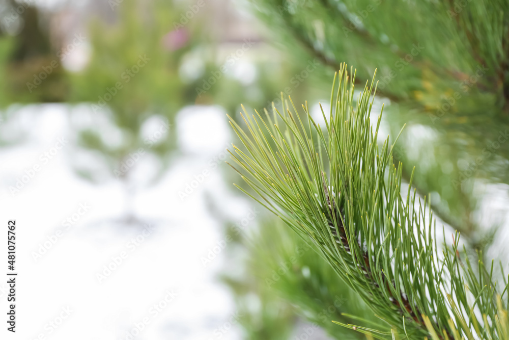白雪皑皑冬日的青松枝