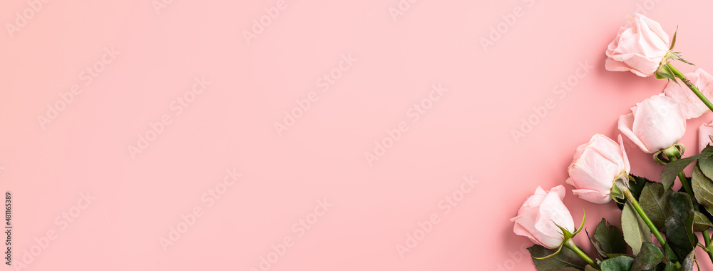 情人节设计概念背景，粉色背景为粉色玫瑰花。