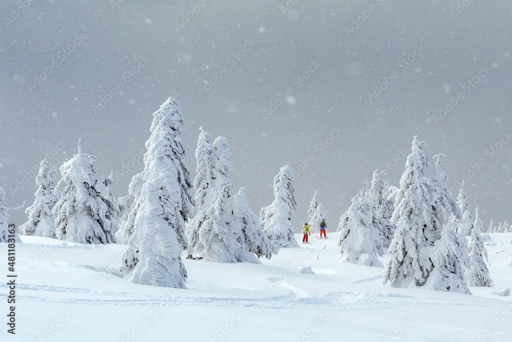 冬季山区有白雪皑皑的树木和免费滑雪道的奇妙景观。两名滑雪者在wi上