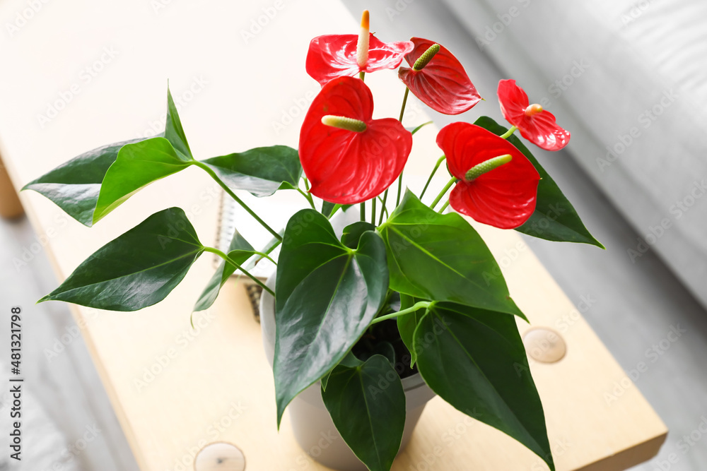 木桌上美丽的红掌花，特写