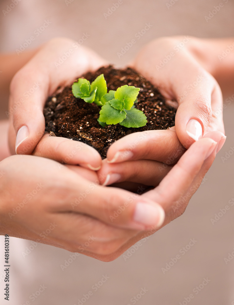 Small beginnings with great potential. Closeup shot of cupped hand holding a small seedling.