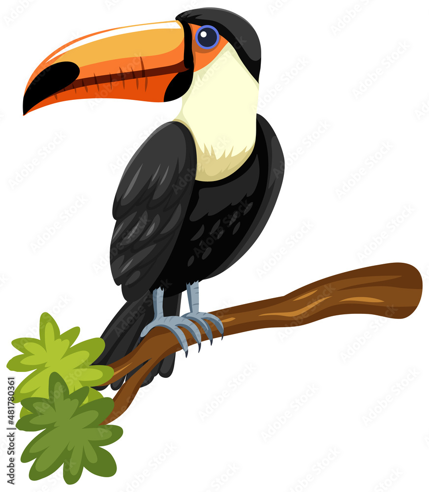 白底隔离树枝上的Toucan鸟