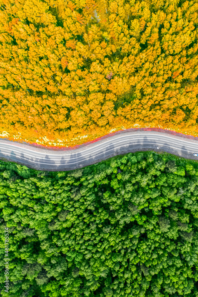 黄色的秋季和绿色的夏季森林被蜿蜒的道路隔开。无人机垂直鸟瞰图