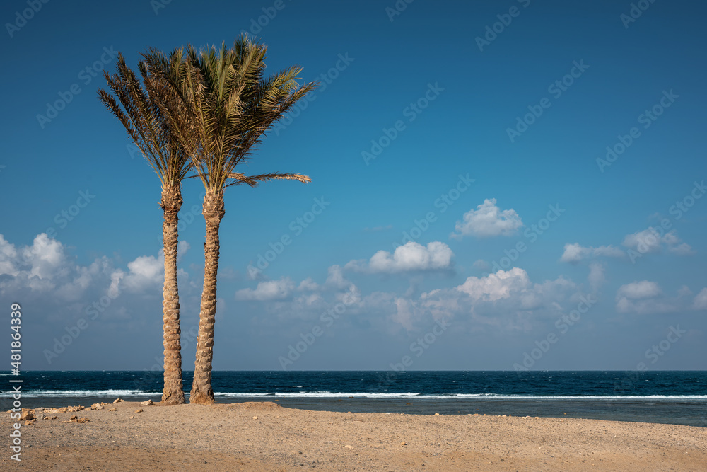 Landscape of empty beach with two palm trees against blue sky and sea. Red sea coast in Marsa Alam, 