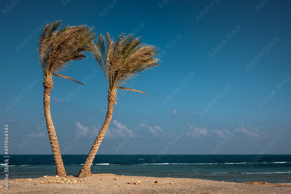 Landscape of empty beach with two palm trees against blue sky and sea. Red sea coast in Marsa Alam, 