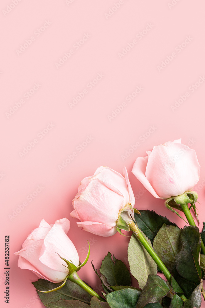 情人节设计概念背景，粉色背景为粉色玫瑰花。