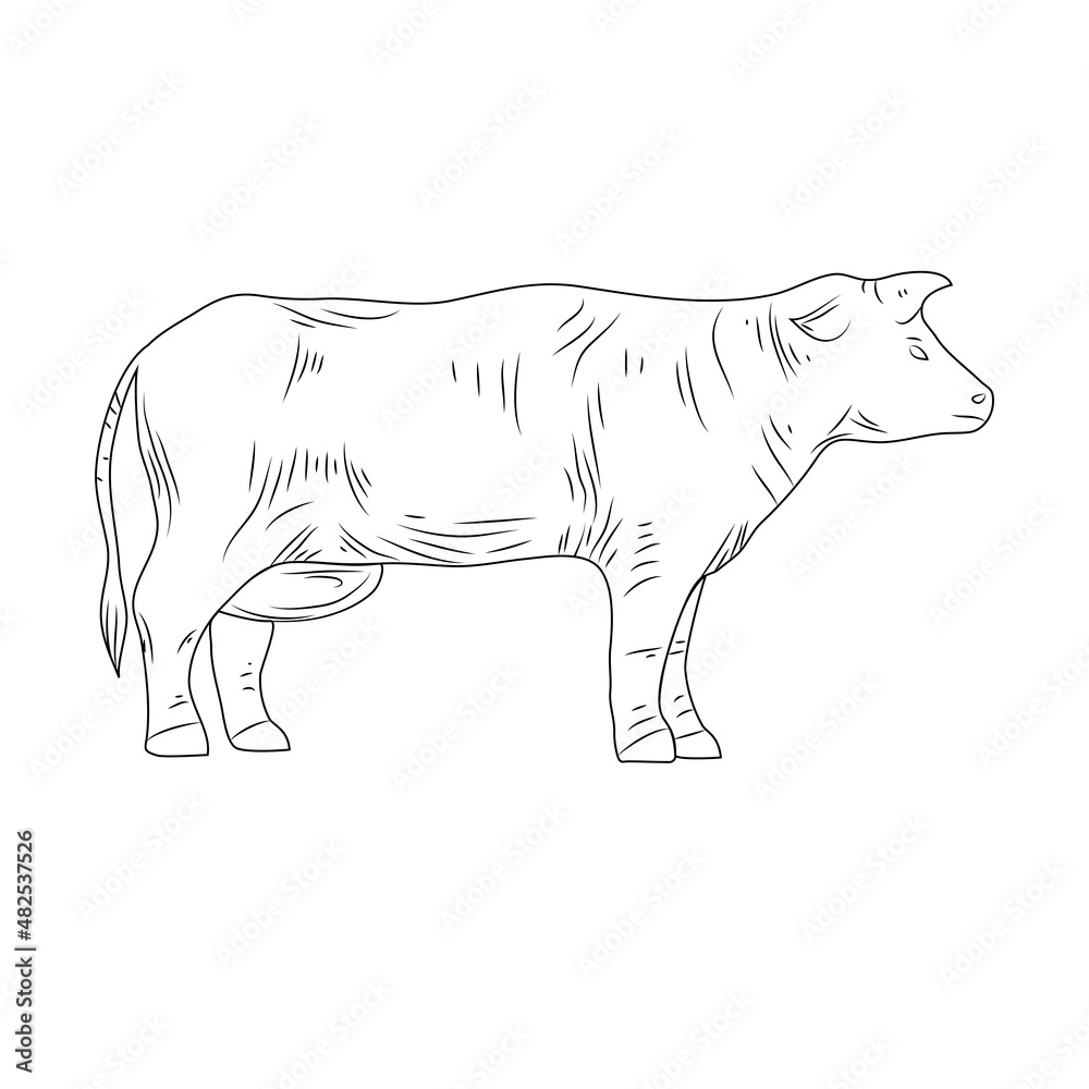图形手绘奶牛。白色背景上隔离的奶牛复古雕刻，农场动物，农场，现场