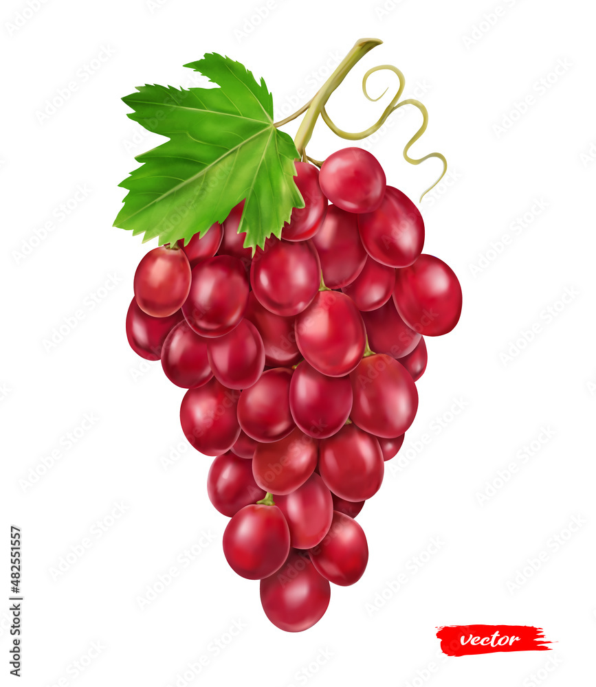 分离在白色葡萄上的红葡萄。粉红色葡萄的真实矢量图。
