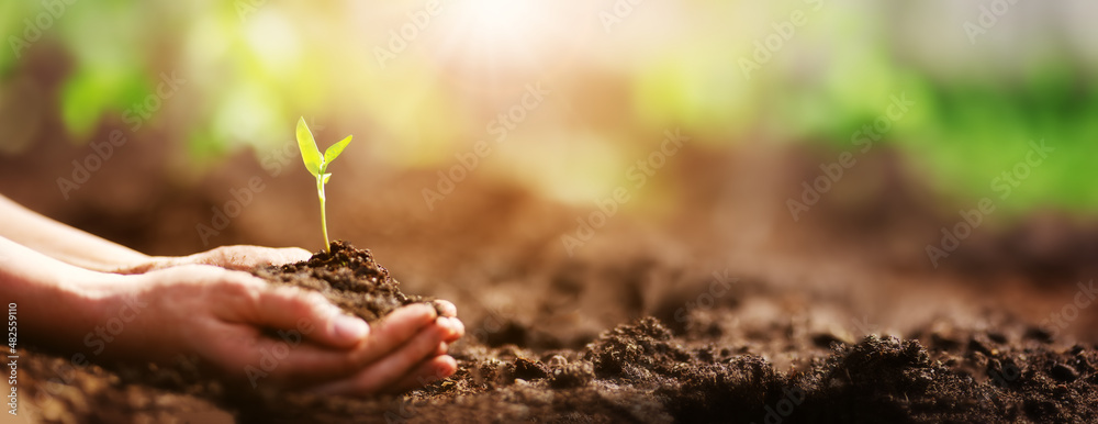 人类双手在土壤中照顾幼苗
