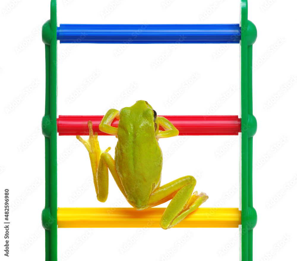玩具上的绿色青蛙