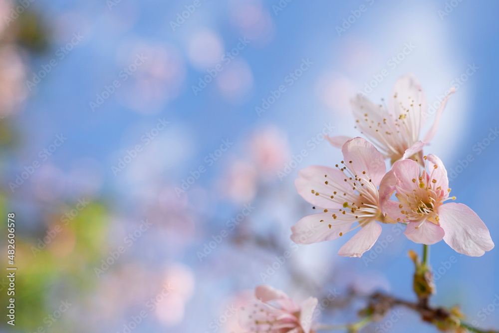 树木蓝天背景下的野生喜马拉雅樱桃
