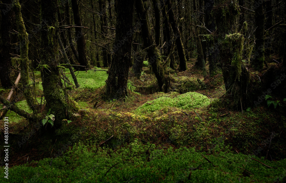 爱尔兰有松树的黑暗森林。土壤上覆盖着绿色的苔藓。