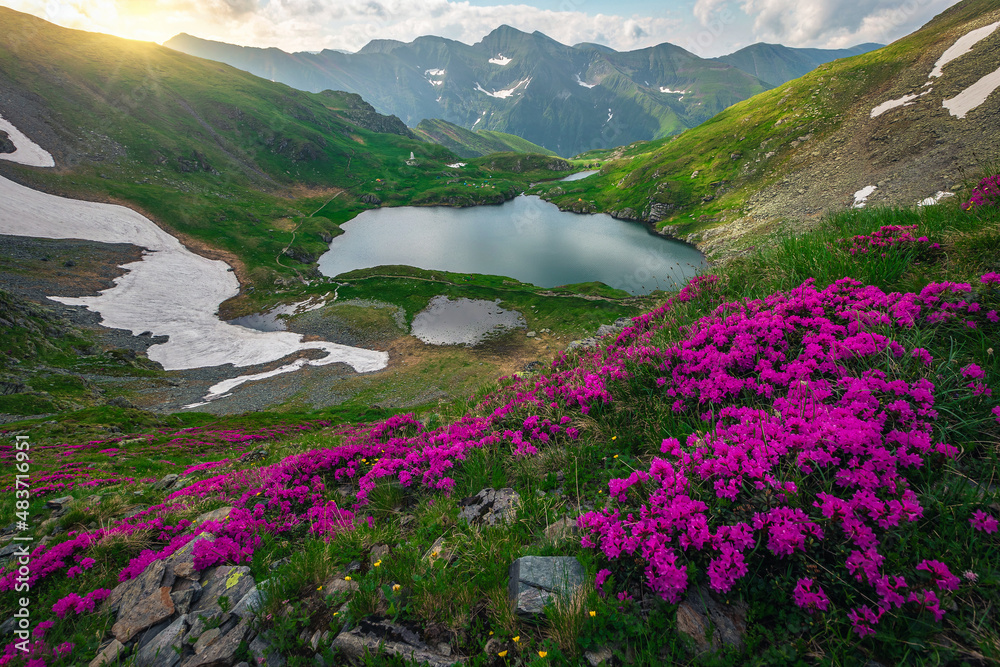 罗马尼亚喀尔巴阡山法加拉山脉的卡普拉湖和花坡