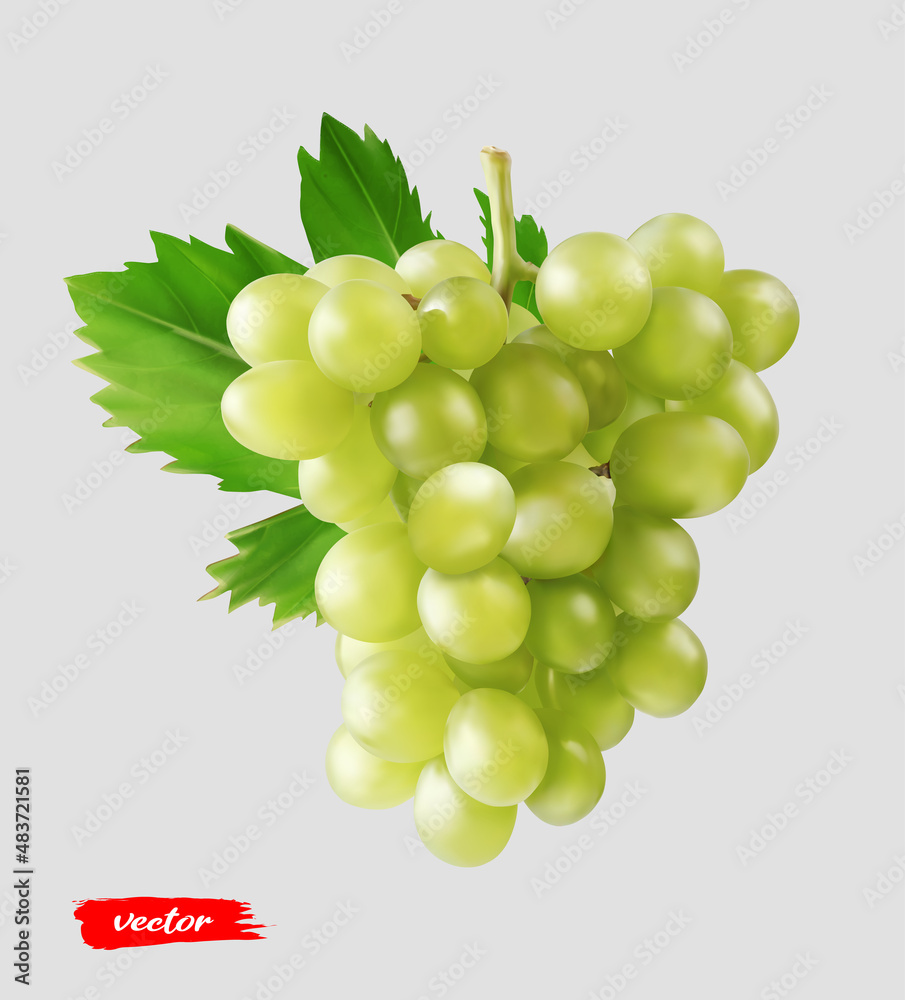 带葡萄叶的绿色葡萄。黄色葡萄的逼真矢量插图。
