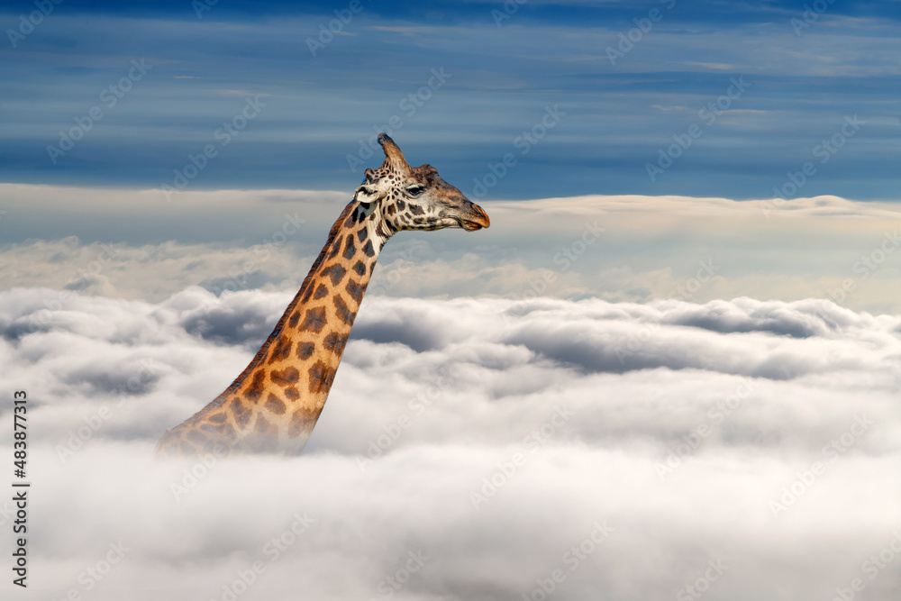 蓝天背景白云之上的长颈鹿