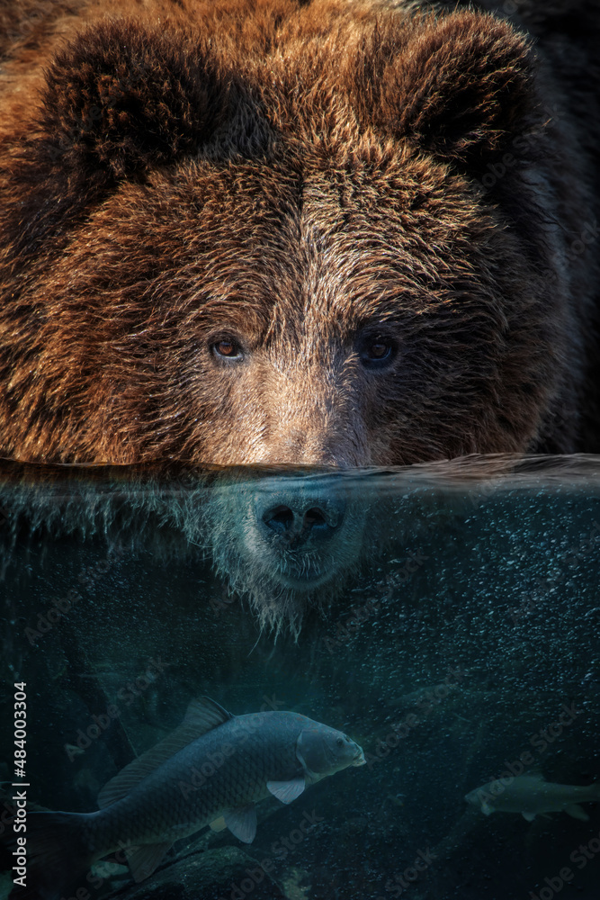 肖像熊一半在水中。有鱼和泡泡的水下世界