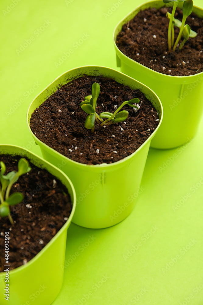Closeup view of flower pots with seedlings on green background