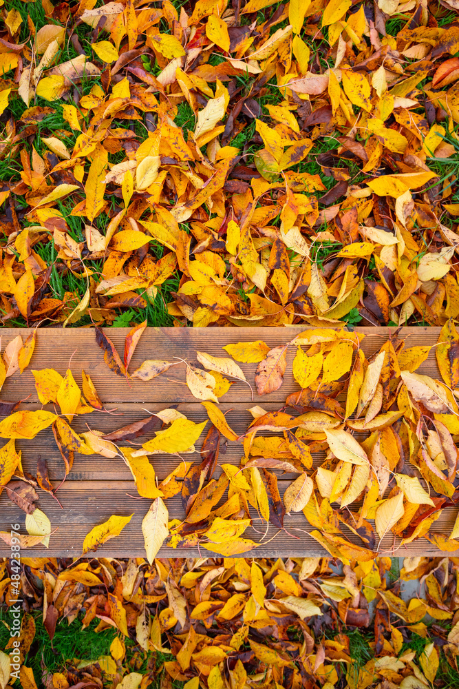 木制长椅和五颜六色的秋黄叶
