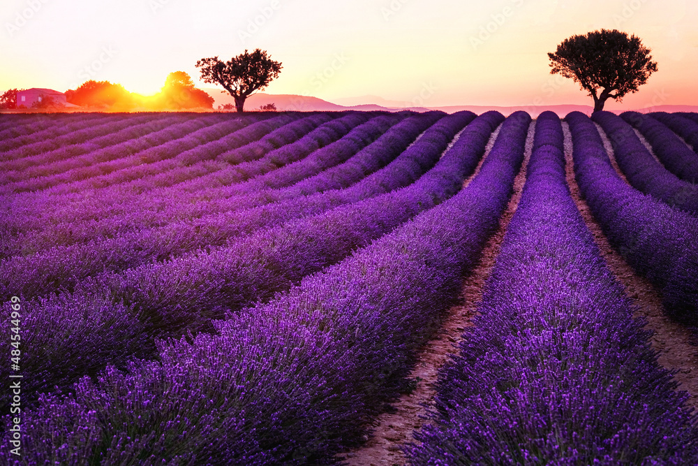 Sunset over blooming fields of lavender. Blooming lavender fields near Valensole in Provence, France