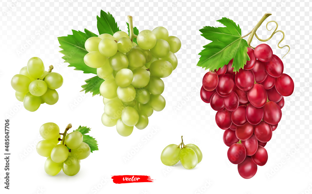 绿色葡萄和粉色葡萄在白色上分离。不同葡萄的真实矢量图