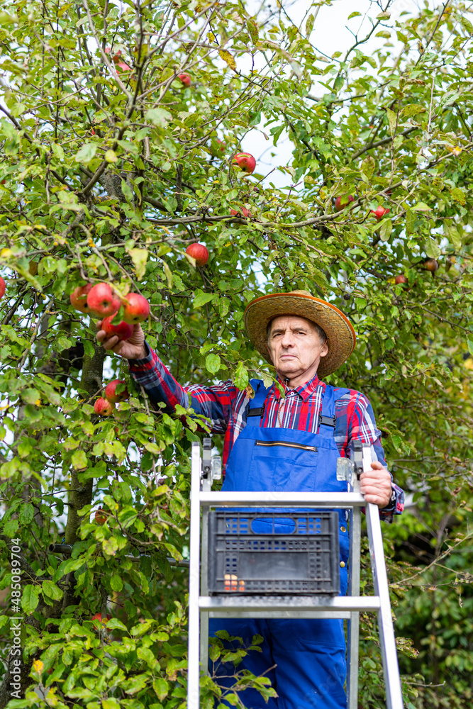 Outdoor countryside fruit gardening. Farmer in uniform and hat standing in apple orchard.