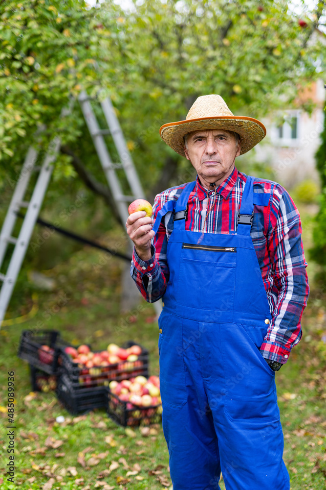 农业园丁在植物上做季节性的工作。收割机采摘成熟的苹果。