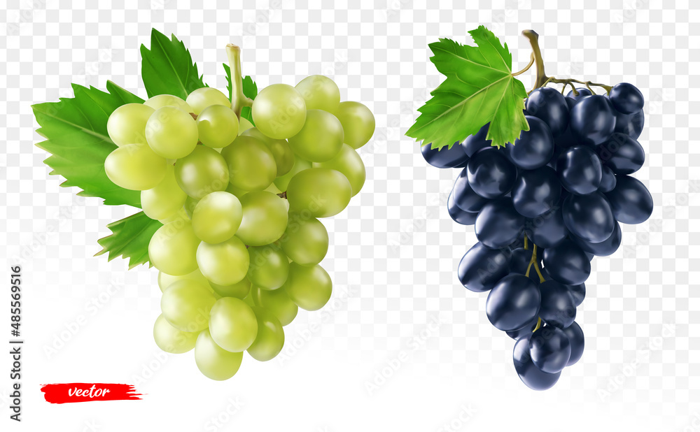 一组分离的绿色葡萄和黑色葡萄。不同葡萄的真实矢量插图。
