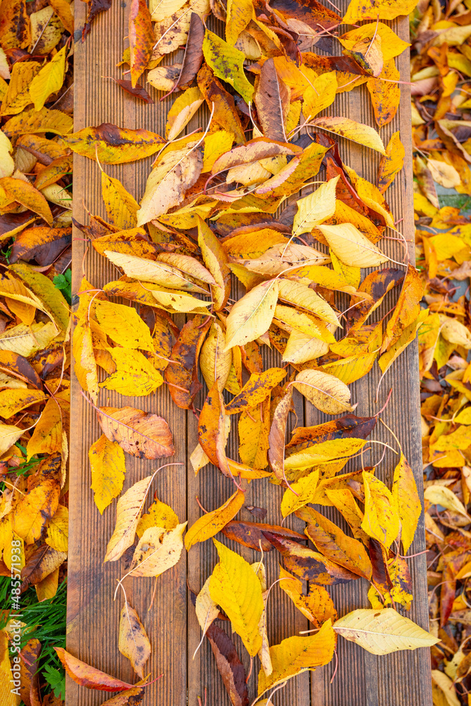木制长椅和五颜六色的秋橙叶