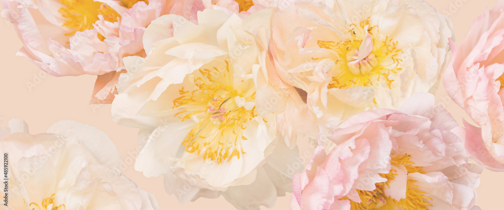 浅牡丹抽象图案。粉彩花卉背景。特写