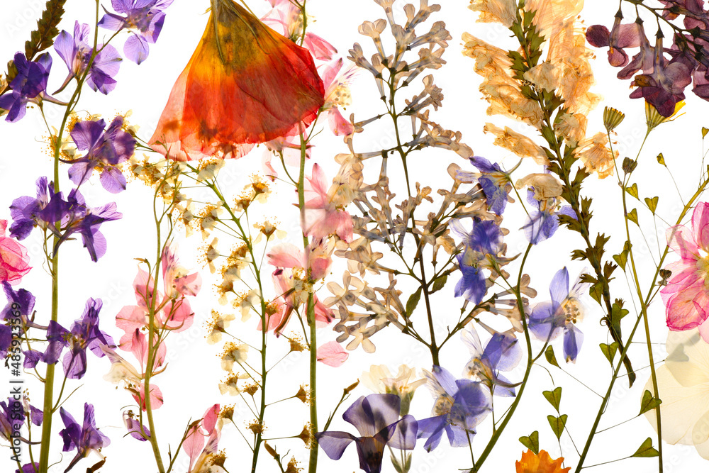 Dried pressed flowers on white background, closeup