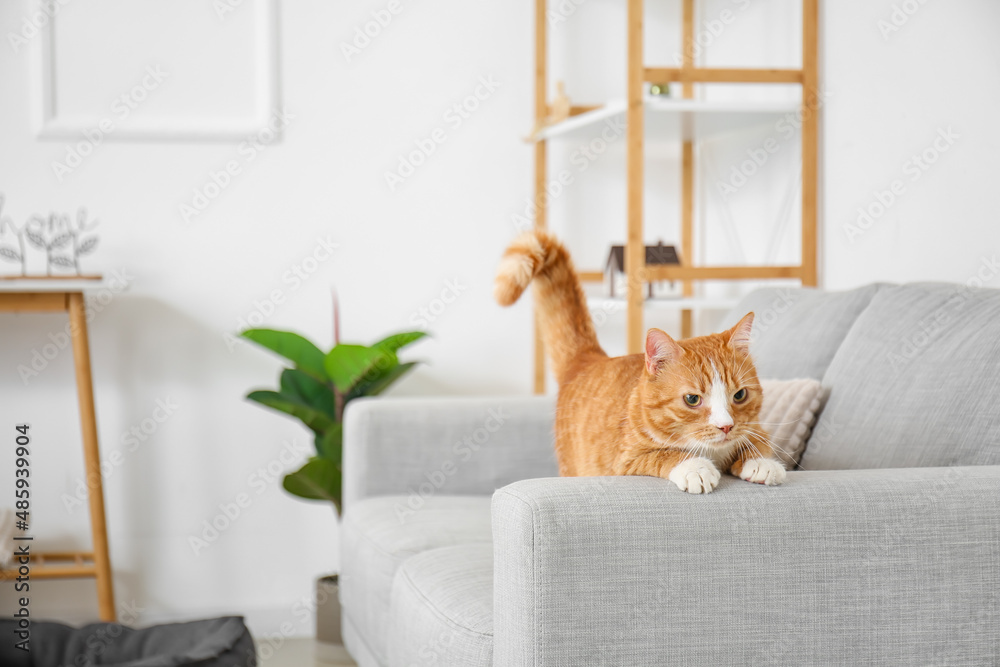 客厅灰色沙发上可爱的红猫