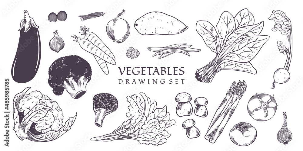 一套手绘各种蔬菜。矢量插图。农业类型集合