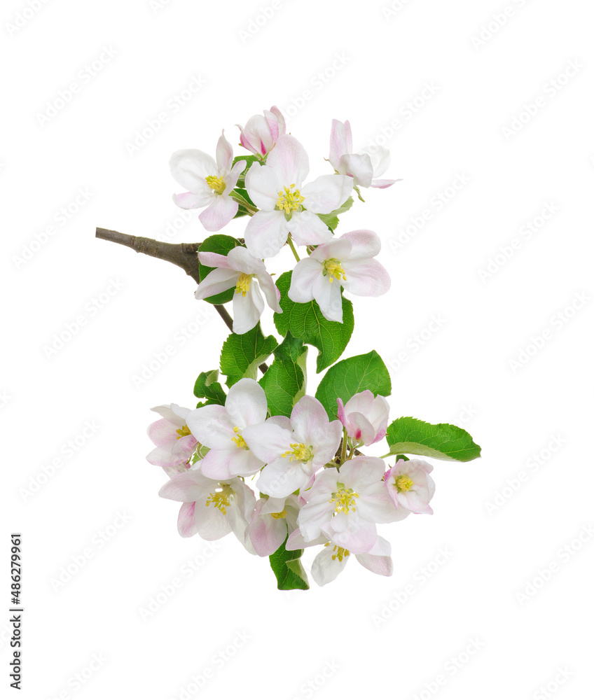 Apple tree branch with leaves and flowers