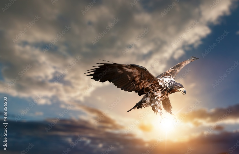 日落时分，一只在自然背景中飞翔的猎鹰