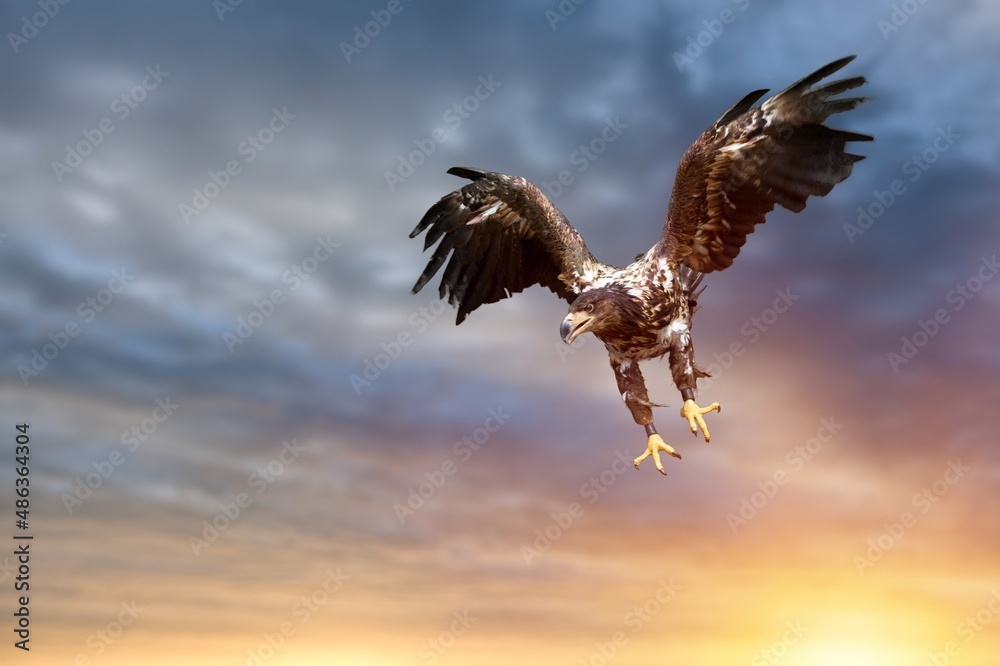 One flying falcon in the nature background in the sunset time