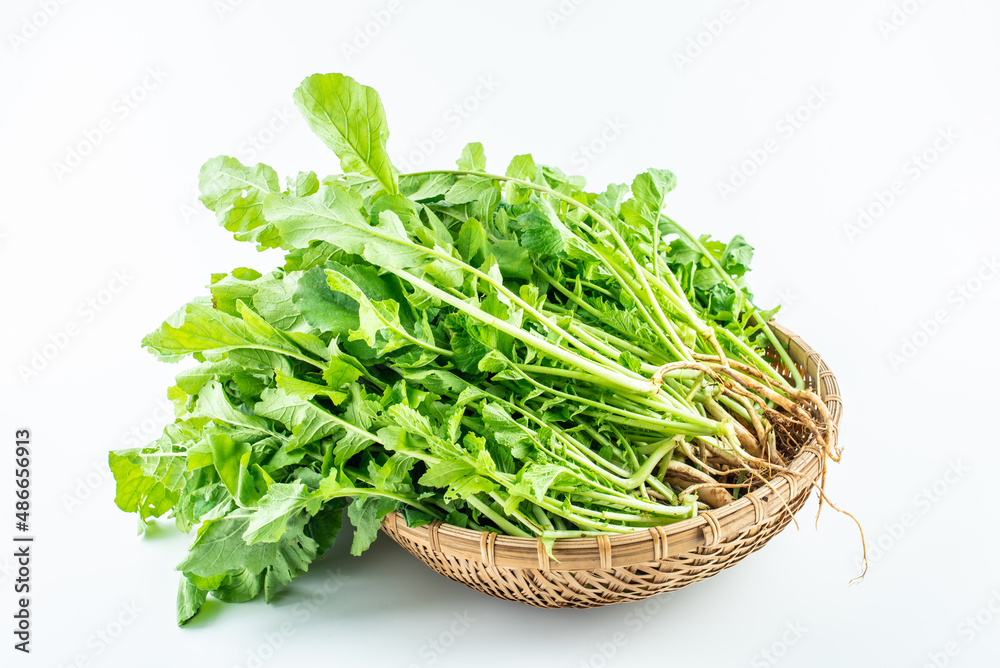 A basket of fresh organic vegetables radish sprouts on a white background