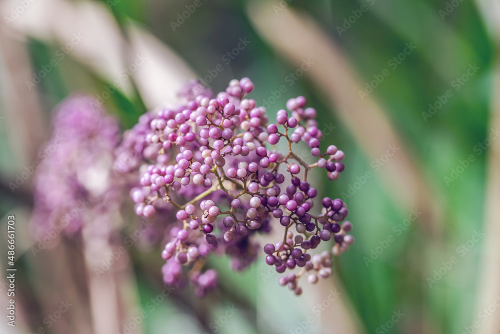 Chinese herbal medicine ripe purple pearl fruit