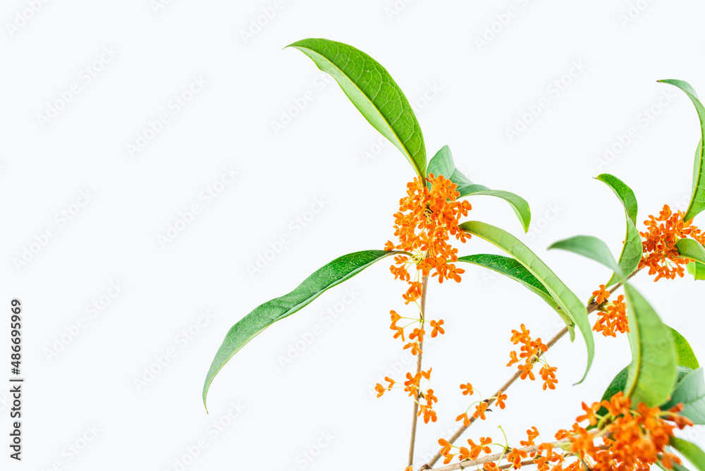 osmanthus branch on white background