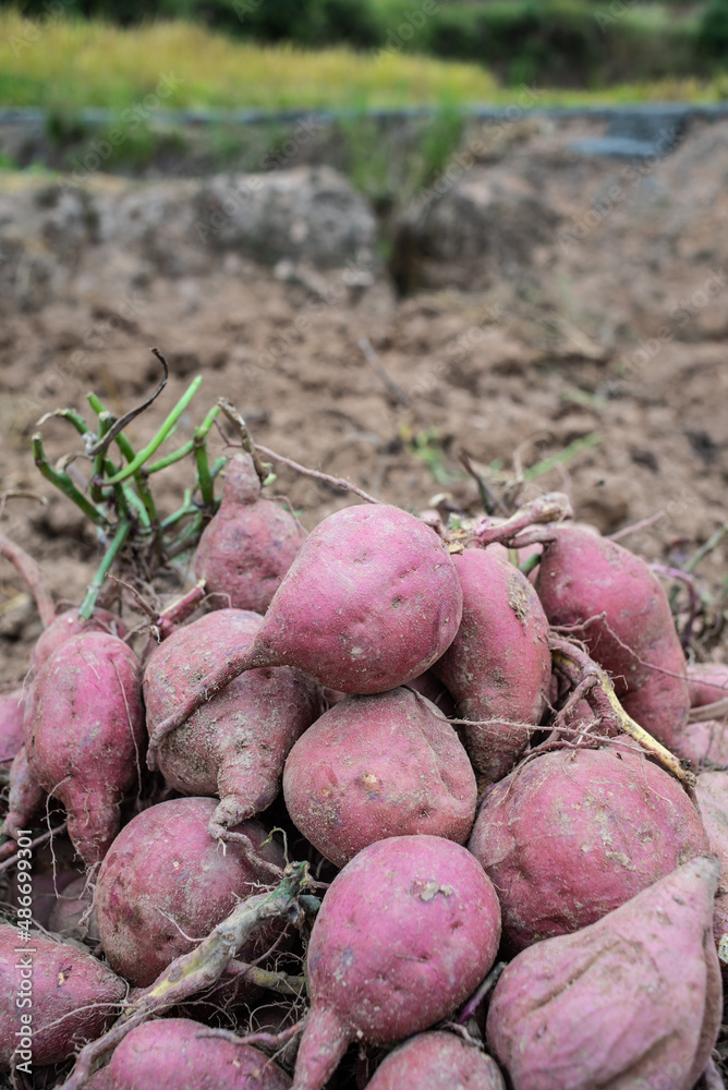 Pile of harvested sweet potatoes in autumn field