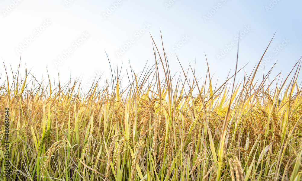 秋天成熟的水稻谷