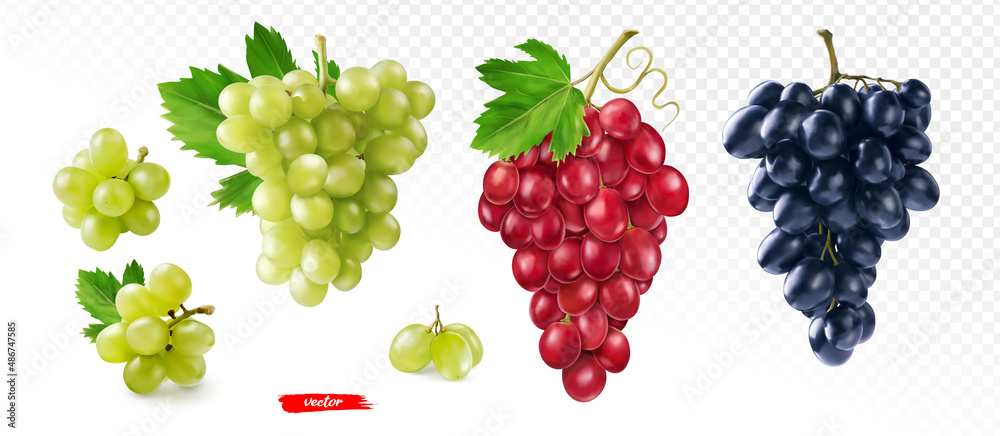 一组分离的绿色、黑色和粉色葡萄。不同葡萄的真实矢量图。