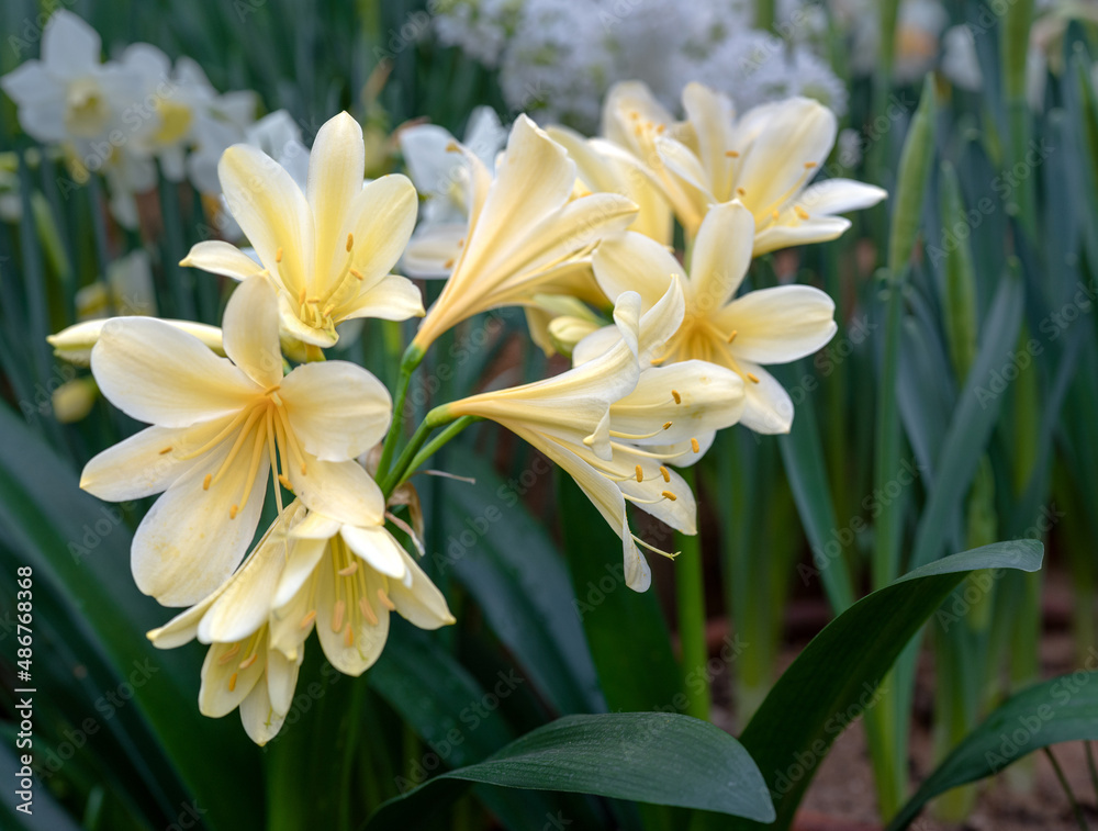 花园里的君子兰开着白花。开着黄色君子兰花。春天。