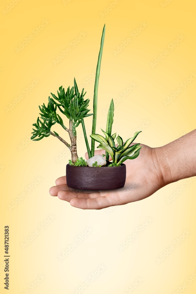 带绿色植物的雌性手持花盆